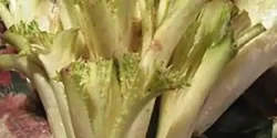 خواص کنگر خیراندیش در طب سنتی برای مردان و زنان