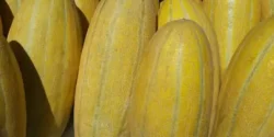 خواص خربزه خیراندیش در طب سنتی برای مردان و زنان