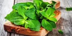 خواص نعناع خیراندیش در طب سنتی برای مردان و زنان
