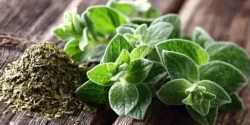 خواص پونه کوهی خیراندیش در طب سنتی برای مردان و زنان
