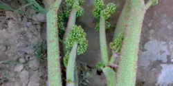 خواص ریواس خیراندیش در طب سنتی برای مردان و زنان