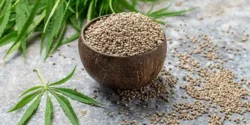 خواص شاهدانه خیراندیش در طب سنتی برای مردان و زنان