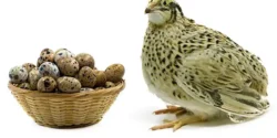 خواص تخم بلدرچین خیراندیش در طب سنتی برای مردان و زنان
