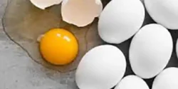 خواص تخم مرغ خیراندیش در طب سنتی برای مردان و زنان