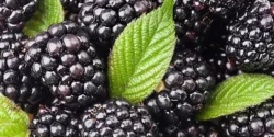 خواص توت سیاه خیراندیش در طب سنتی برای مردان و زنان