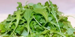 خواص و مضرات منداب در طب سنتی دکتر خیراندیش برای زنان و مردان