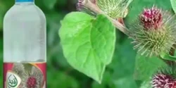 خواص و مضرات عرق بابا آدم در طب سنتی دکتر خیراندیش برای زنان و مردان