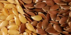 خواص و مضرات بزرک در طب سنتی دکتر خیراندیش برای زنان و مردان