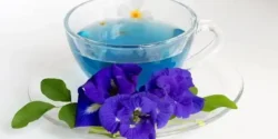 خواص و مضرات دمنوش پنیرک در طب سنتی دکتر خیراندیش برای زنان و مردان