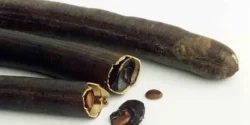 خواص و مضرات فلوس در طب سنتی دکتر خیراندیش برای زنان و مردان