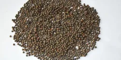 خواص و مضرات گاودانه در طب سنتی دکتر خیراندیش برای زنان و مردان