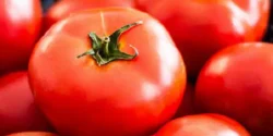 خواص و مضرات گوجه در طب سنتی دکتر خیراندیش برای زنان و مردان