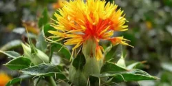 خواص و مضرات گلرنگ در طب سنتی دکتر خیراندیش برای زنان و مردان