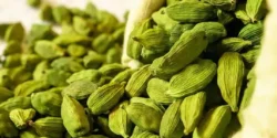 خواص و مضرات هل سبز در طب سنتی دکتر خیراندیش برای زنان و مردان
