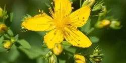 خواص و مضرات هوفاریقون در طب سنتی دکتر خیراندیش برای زنان و مردان
