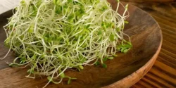 خواص و مضرات جوانه شبدر در طب سنتی دکتر خیراندیش برای زنان و مردان
