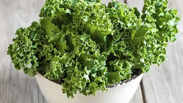 خواص و مضرات کلم کیل در طب سنتی دکتر خیراندیش برای زنان و مردان