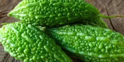 خواص و مضرات خیار تلخ در طب سنتی دکتر خیراندیش برای زنان و مردان