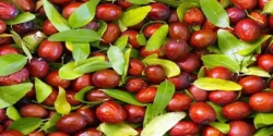 خواص و مضرات کنار در طب سنتی دکتر خیراندیش برای زنان و مردان
