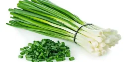 خواص و مضرات پیازچه در طب سنتی دکتر خیراندیش برای زنان و مردان