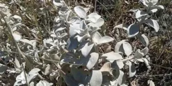 خواص و مضرات پولک در طب سنتی دکتر خیراندیش برای زنان و مردان