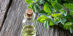خواص و مضرات روغن پونه کوهی در طب سنتی دکتر خیراندیش برای زنان و مردان