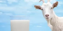 خواص و مضرات شیر بز در طب سنتی دکتر خیراندیش برای زنان و مردان