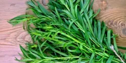 خواص و مضرات ترخون در طب سنتی دکتر خیراندیش برای زنان و مردان
