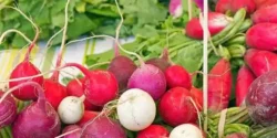 خواص و مضرات ترب در طب سنتی دکتر خیراندیش برای زنان و مردان