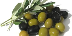خواص و مضرات زیتون تلخ در طب سنتی دکتر خیراندیش برای زنان و مردان