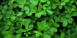 خواص یونجه خیراندیش در طب سنتی برای مردان و زنان