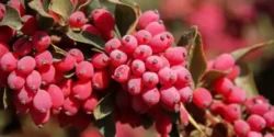 خواص زرشک خیراندیش در طب سنتی برای مردان و زنان