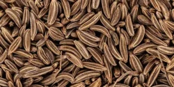 خواص زیره خیراندیش در طب سنتی برای مردان و زنان