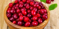 خواص زغال اخته خیراندیش در طب سنتی برای مردان و زنان