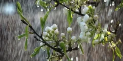 خواص آب نیسان خیراندیش در طب سنتی برای مردان و زنان
