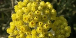 خواص افسنطین خیراندیش در طب سنتی برای مردان و زنان