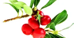 خواص علف خرس خیراندیش در طب سنتی برای مردان و زنان