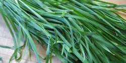 خواص علف لیمو خیراندیش در طب سنتی برای مردان و زنان