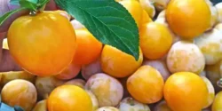 خواص آلو قطره طلا خیراندیش در طب سنتی برای مردان و زنان