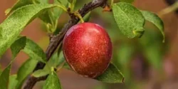 خواص آلو جنگلی خیراندیش در طب سنتی برای مردان و زنان