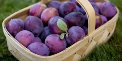 خواص آلو شابلون خیراندیش در طب سنتی برای مردان و زنان