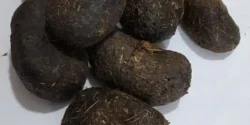 خواص عنبر نسا خیراندیش در طب سنتی برای مردان و زنان