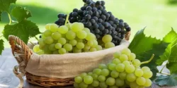 خواص انگور برای مردان و زنان در طب سنتی مدرن