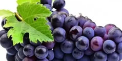 خواص انگور سیاه برای مردان و زنان در طب سنتی مدرن