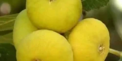 خواص انجیر کوهی خیراندیش در طب سنتی برای مردان و زنان