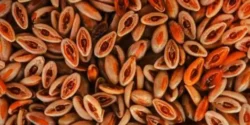 خواص اسفرزه برای مردان و زنان در طب سنتی مدرن