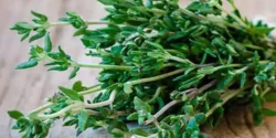 خواص آذربه خیراندیش در طب سنتی برای مردان و زنان