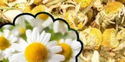 خواص بابونه برای مردان و زنان در طب سنتی مدرن