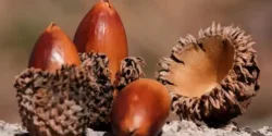 خواص بلوط برای مردان و زنان در طب سنتی مدرن