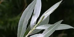 خواص برگ بید خیراندیش در طب سنتی برای مردان و زنان